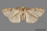 ǦW:Lymantria grisea kosemponis