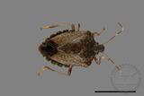 ǦW:Halyomorpha halys