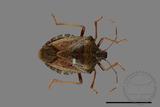 ǦW:Halyomorpha halys