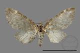 ǦW:Eupithecia sp.