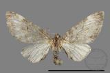 ǦW:Eupithecia sp.