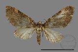 ǦW:Eupithecia sp.