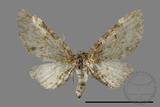 ǦW:Eupithecia sp.