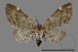 ǦW:Eupithecia sp.