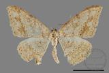 ǦW:Luxiaria mitorrhaphes