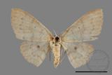 ǦW:Scopula sp.