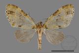 ǦW:Larentiinae sp.