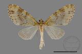 ǦW:Larentiinae sp.