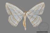 ǦW:Orthocabera sericea