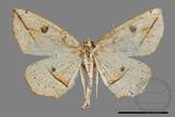 ǦW:Entomopteryx rubridisca