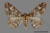 ǦW:Alcis taiwanovariegata