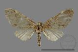 ǦW:Eupithecia sp.