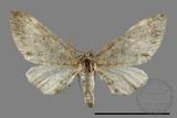 ǦW:Eupithecia sp.