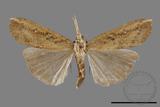 ǦW:Hypena sp.