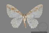 ǦW:Acolutha pulchella semifluva