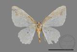 ǦW:Acolutha pulchella semifluva