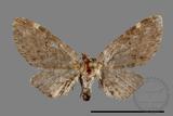 ǦW:Eupithecia sp.