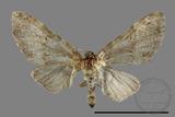 ǦW:Eupithecia sp.