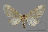 ǦW:Eupithecia sp.