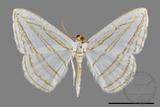 ǦW:Orthocabera sericea