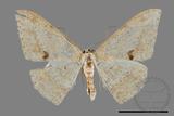 ǦW:Luxiaria mitorrhaphes