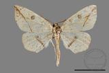 ǦW:Entomopteryx rubridisca