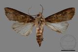 ǦW:Agrotis ispilon