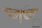 ǦW:Lophoptera longipennis