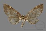 ǦW:Eupithecia sp.