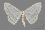 ǦW:Orthocabera sericea