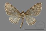 ǦW:Larentiinae sp.