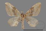 ǦW:Larentiinae sp.