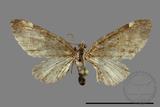 ǦW:Eupithecia sp.