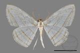 ǦW:Orthocabera sericea