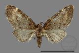 ǦW:Eupithecia sp.