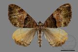 ǦW:Photoscotosia insularis