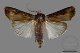 ǦW:Agrotis ispilon