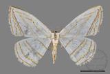 ǦW:Orthocabera sericea