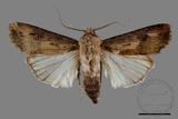 ǦW:Agrotis ispilon