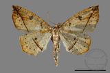 ǦW:Entomopteryx rubridisca