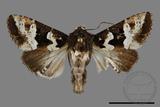 ǦW:Phlogophora albovittata