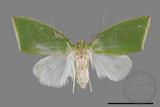 ǦW:Tyana falcata