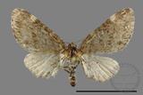 ǦW:Larentiinae sp.