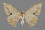 ǦW:Luxiaria mitorrhaphes