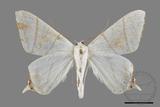 ǦW:Ourapteryx yerburii virescens