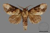 ǦW:Formofentonia orbifer rotundata