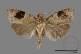 學名:Tortricidae sp.