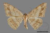 ǦW:Luxiaria mitorrhaphes