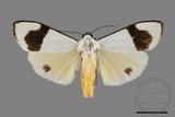 ǦW:Vamuna virlis