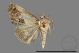 ǦW:Noctuidae sp.